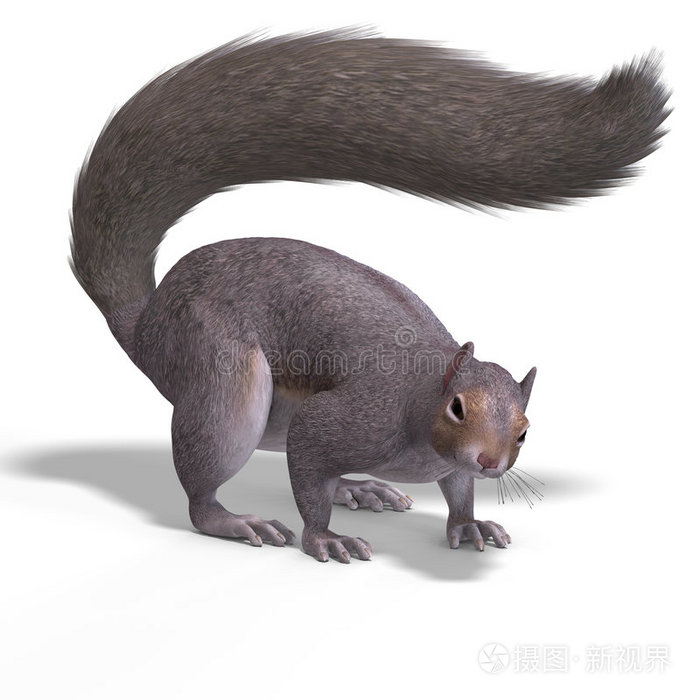 squirrel 3d渲染