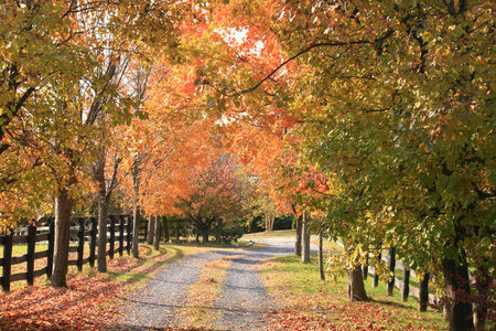 秋天的佛蒙特州乡间小路