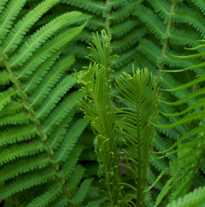 蕨类植物