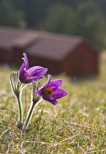 雀花