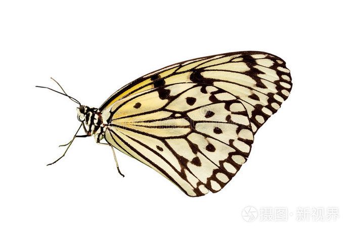 白底蝴蝶
