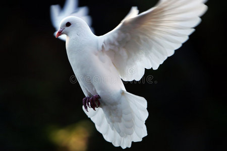 白鸽在飞翔