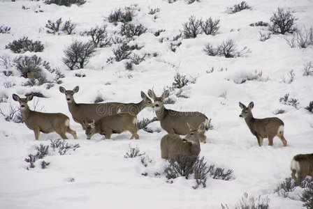 大雪中的骡鹿群图片