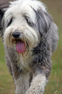 胡子牧羊犬