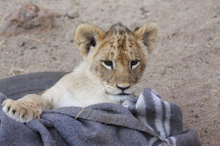 狮子的拥抱图片-狮子的拥抱素材-狮子的拥抱插画-摄图新视界