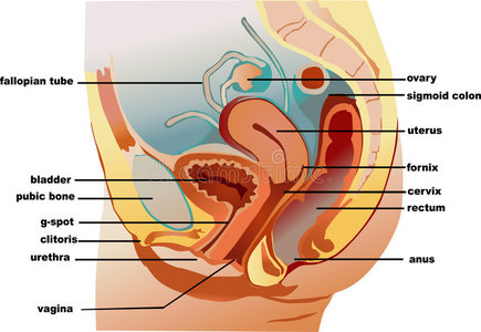 妇女与子宫广告牌和放大镜在蓝色背景图标的器官集内分泌分泌物子宫