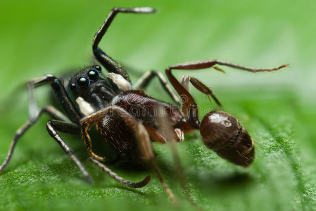 一只跳跃的蜘蛛捕食一只蚂蚁照片