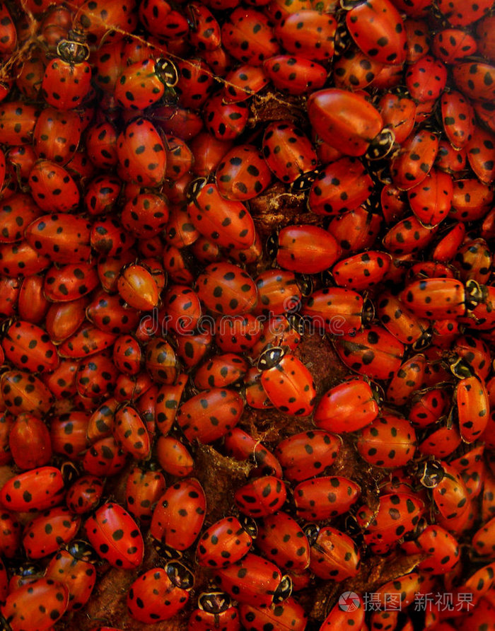 下载小样发票合同问题/举报草地上美丽的甲虫橙虫红蜻蜓肖像照红蜻蜓