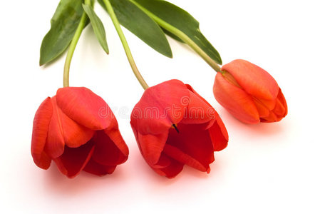 三朵红郁金香