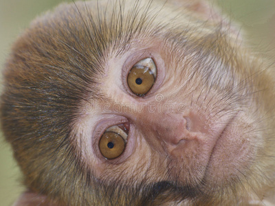 猴脸照片