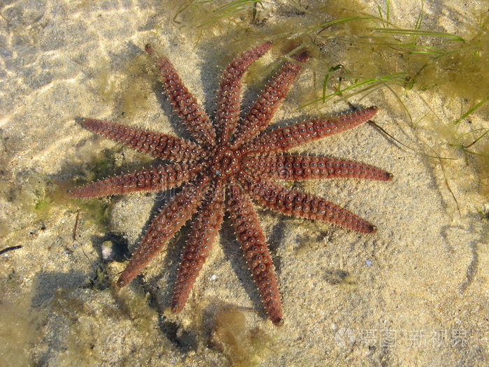 海星