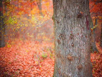 秋天森林的颜色