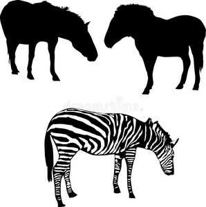 形象 马具 动物 轮廓 概述 等级 菲莉 插图 后面 母马