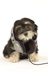 小狗用耳机听音乐图片
