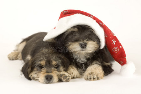 两个可爱的小狗兄弟和圣诞帽