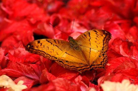 红花金蝶