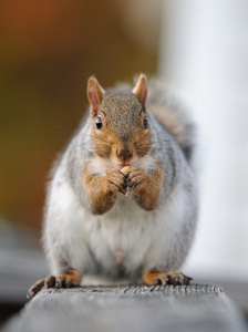 松鼠吃种子图片