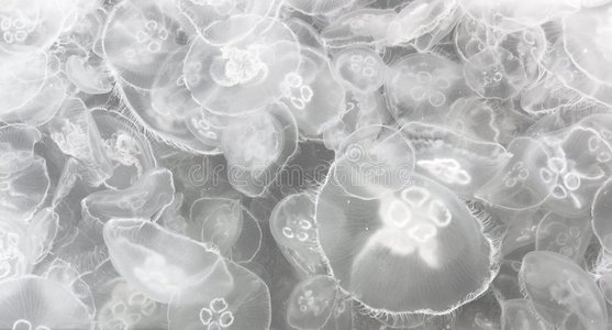 黑海的水母.照片