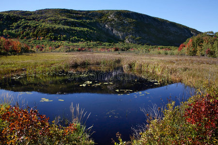 阿卡迪亚国家公园的沼泽池塘照片