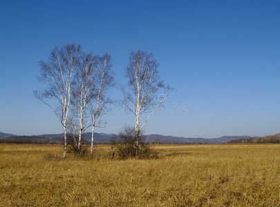 桦树景观