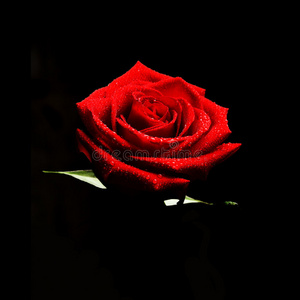 红玫瑰低调