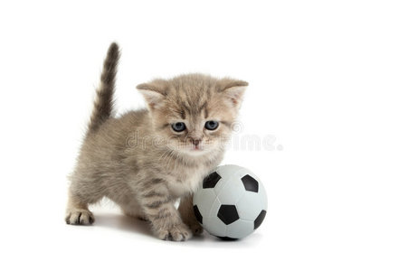 小猫和足球