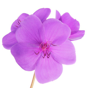 紫花图片 紫花素材 紫花插画 摄图新视界 紫花图片 紫花素材 紫花插画 摄图新视界