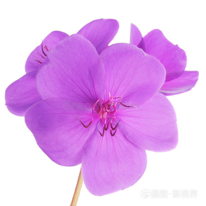紫花照片 正版商用图片0i0k35 摄图新视界 紫花照片 正版商用图片0i0k35 摄图新视界