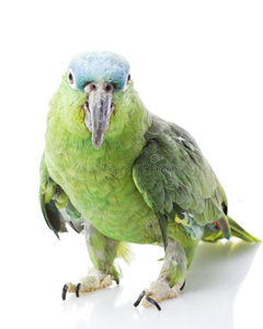 蓝颈亚马逊鹦鹉