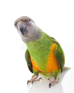 塞内加尔鹦鹉