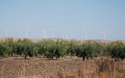 风力发电机和橄榄树