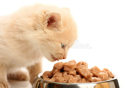 小猫用钢碗吃饭