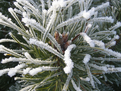 雪松