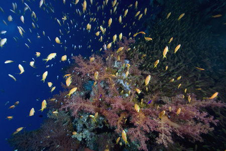 软珊瑚海洋和鱼类
