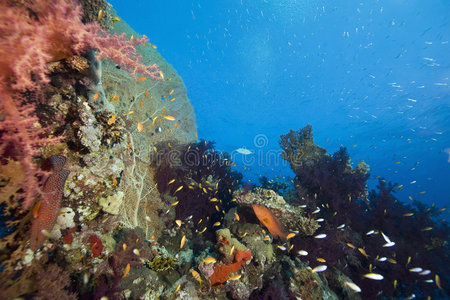 珊瑚海洋太阳和鱼