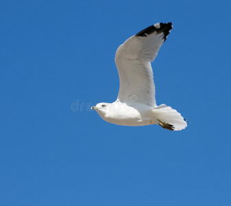 空中海鸥