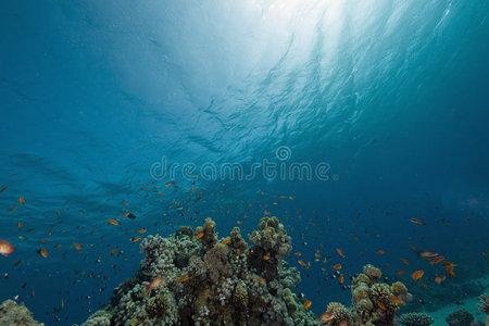 珊瑚海洋和鱼类