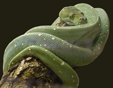 绿树蟒蛇2