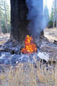 在森林里烧树