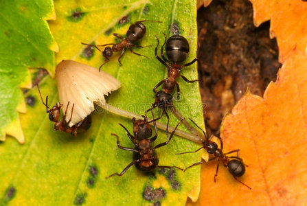 蚂蚁家庭晚餐照片
