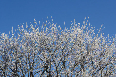 树上的霜冻