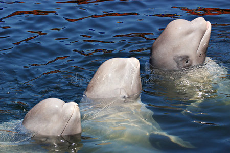 日本海鲸7个照片