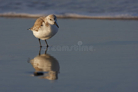 sanderlingcalidris alba站在海浪中