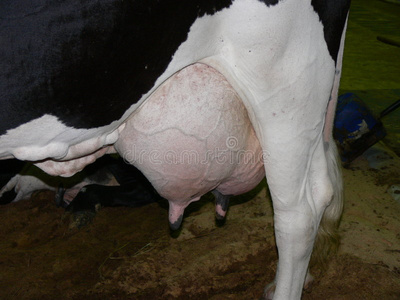 奶牛特写奶牛乳房特写照片