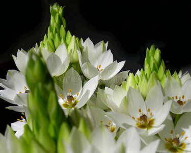 白花特写