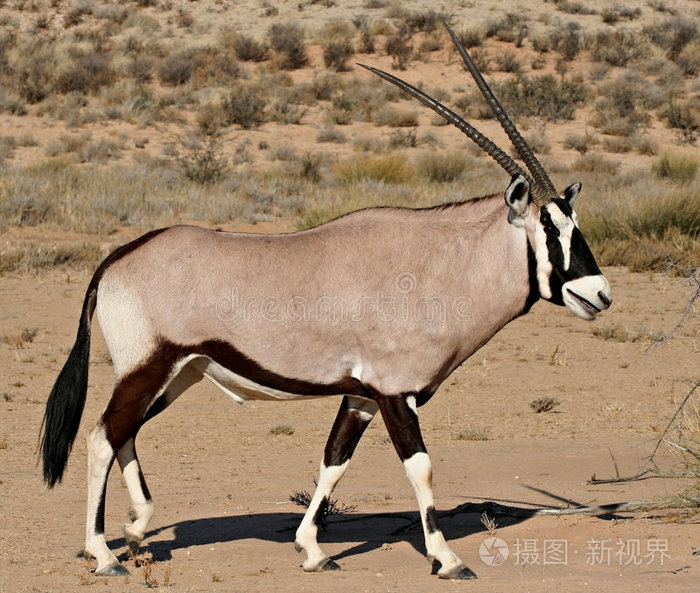 卡拉哈里沙漠的羚羊