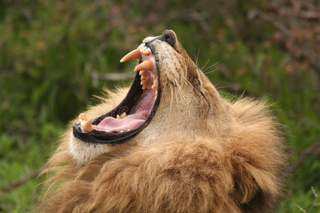 狮子吼照片