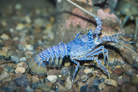 蓝龙虾螃蟹-活蓝螃蟹3活小龙虾海鲜市场的一个鱼缸