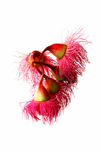 澳洲红铁皮花图片