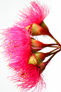 澳洲红铁皮花